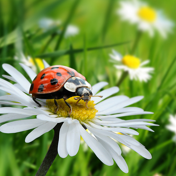 Orajet 3172X Orajet 3172X